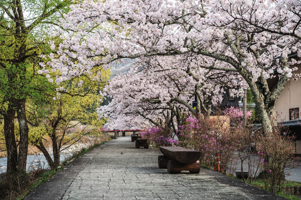 南信州の桜旅　昼神温泉